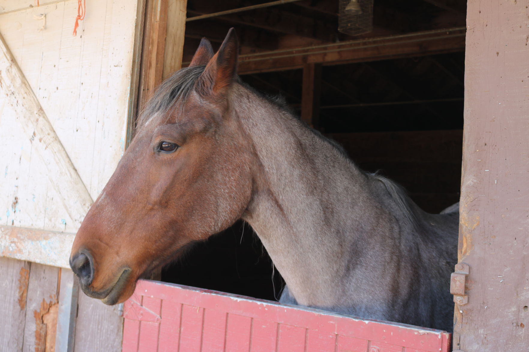 101421 Alisal Fire livestock 01